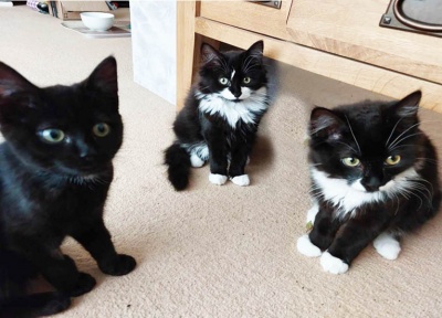 Benny, Karen & Lucy-fur